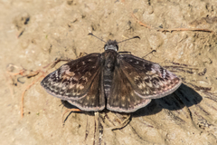 Erynnis lucilius