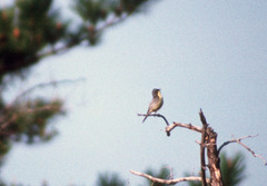 Setophaga kirtlandii