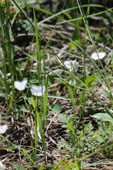 Calochortus elegans