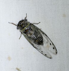 Diceroprocta texana