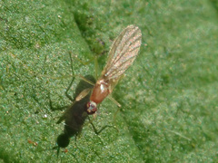 Phyllodromia melanocephala