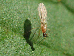 Phyllodromia melanocephala