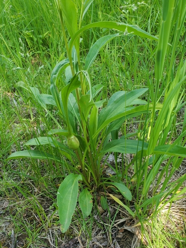 Gnorimoschema salinaris photographed on goldenrod