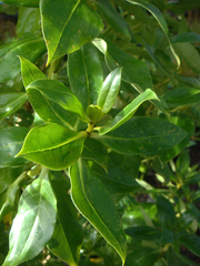 Myoporum semotum