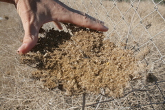 Daucus carota maximus