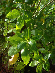 Myoporum semotum