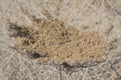 Daucus carota maximus