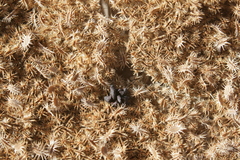 Daucus carota maximus