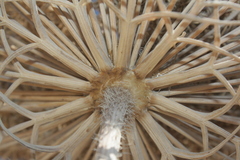 Daucus carota maximus