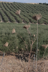Daucus carota maximus