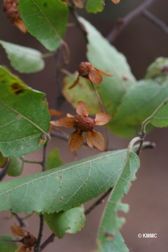 Dombeya ambalabeensis image