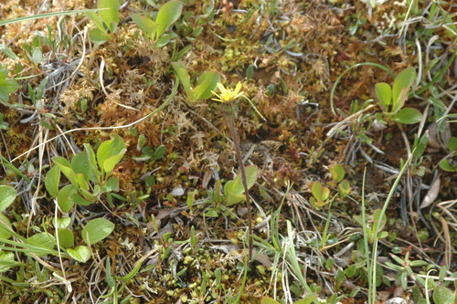 Image of Tephroseris frigida by (c) Syd Cannings, some rights reserved (CC BY)