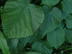 Paracercosporidium microsorum