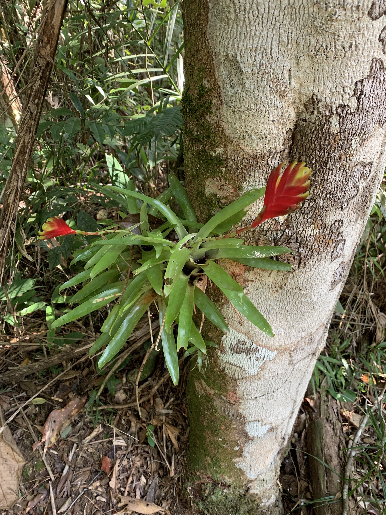 Vriesea carinata