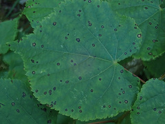 Paracercosporidium microsorum