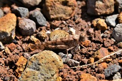 Sphingonotus rubescens