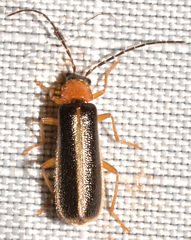 Rhagonycha mollis