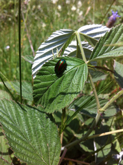 Oreina speciosissima