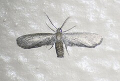 Glaucina erroraria