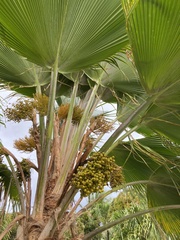 Pritchardia