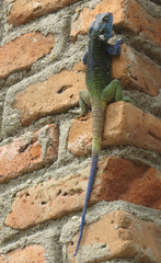 Acanthocercus ugandaensis
