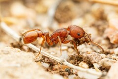 Pogonomyrmex imberbiculus