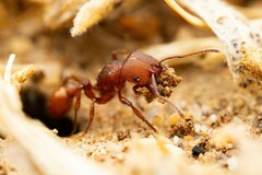 Pogonomyrmex imberbiculus