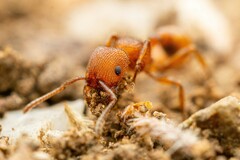 Pogonomyrmex imberbiculus