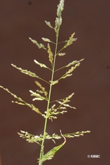 Image of Eragrostis japonica