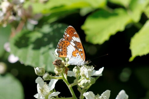 White admiral