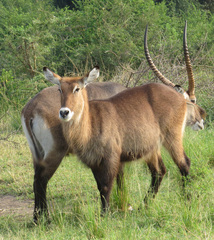 Red-flanked Duiker (Mammals of the WAP complex) · iNaturalist