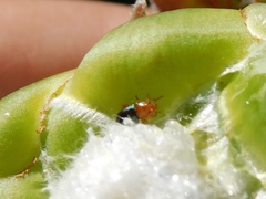 Chirodica