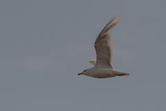 Larus hyperboreus