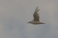 Larus hyperboreus