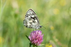 Melanargia galathea