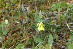 Astragalus umbellatus