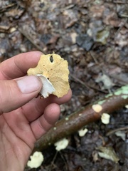 Bresadolia craterella