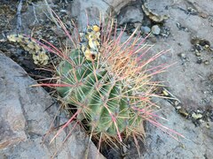 Ferocactus emoryi rectispinus
