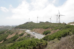 Quercus coccifera coccifera