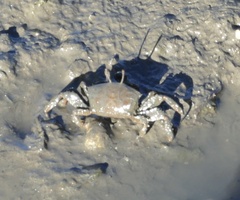 Macrophthalmus