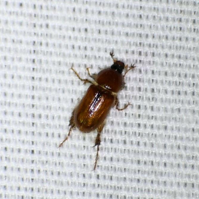 Podolasia ferruginea