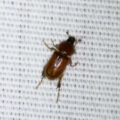 Podolasia ferruginea