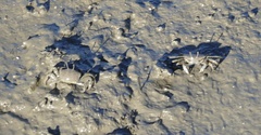 Macrophthalmus