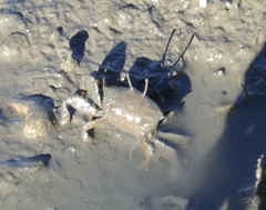 Macrophthalmus