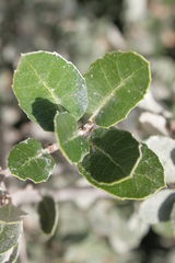 Quercus coccifera coccifera