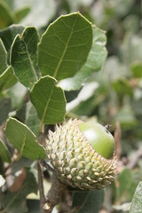 Quercus coccifera coccifera