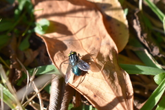 Sarconesiopsis magellanica