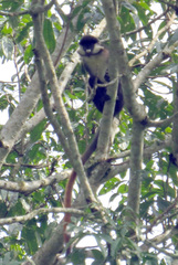 Cercopithecus ascanius schmidti