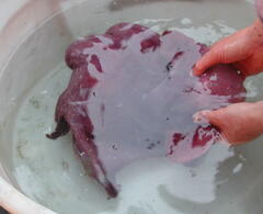 Cirroctopus glacialis