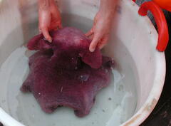 Cirroctopus glacialis